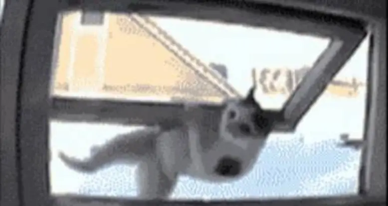 Ninja Cat