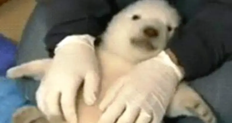 Tickling A Baby Polar Bear