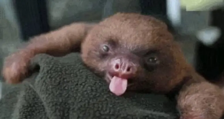 A Yawning Baby Sloth