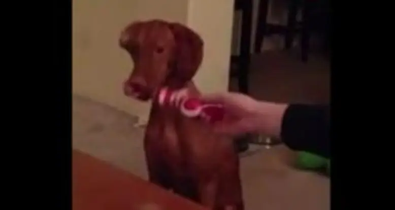 Dog Hates His Christmas Present