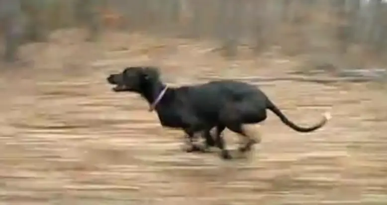 A Great Dane Running 30 Miles Per Hour