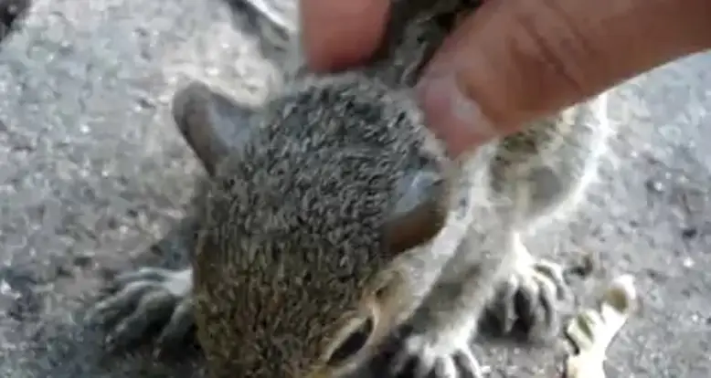How To Massage A Squirrel