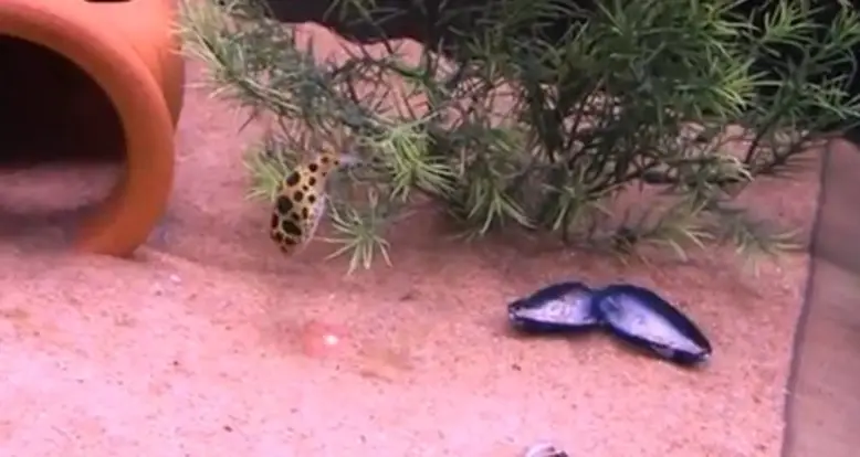 Puffer Fish Chases Laser