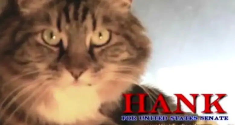 Hank The Cat For US Senate