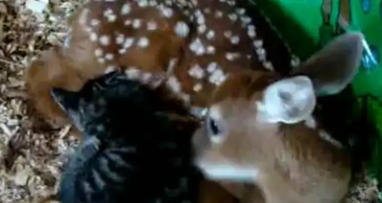 Kitten & Baby Deer In Love!
