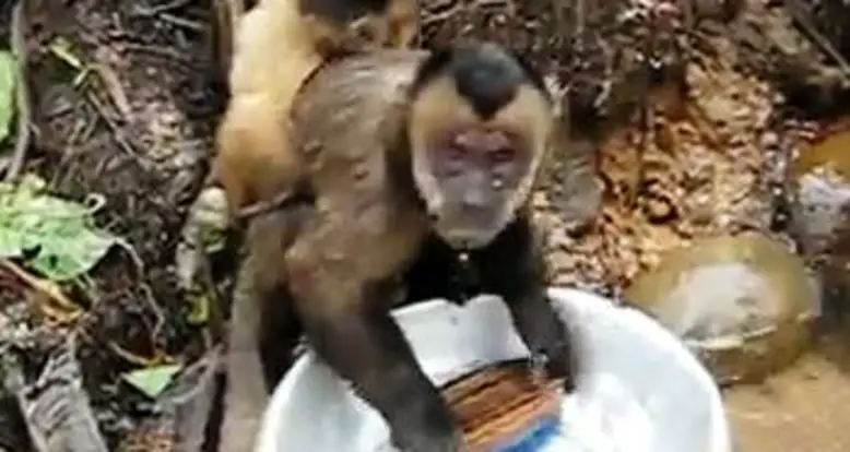 Meet Pete, The Monkey Dishwasher