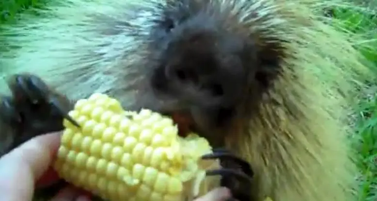 Porcupine Enjoys Corn