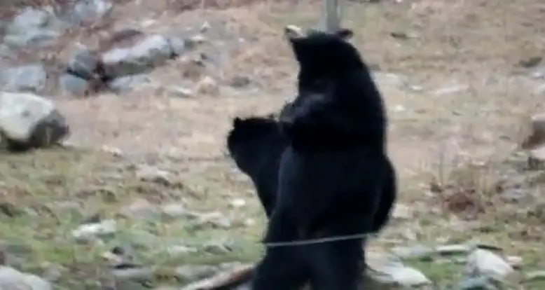 Just A Bear Dancing