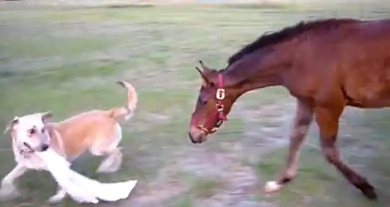 A Game Of Tag Between A Pony And A Dog