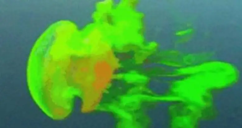 Following The Trail Of Jellyfish With Green Dye