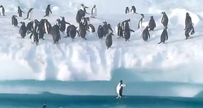 Penguins Having Fun In Antarctica