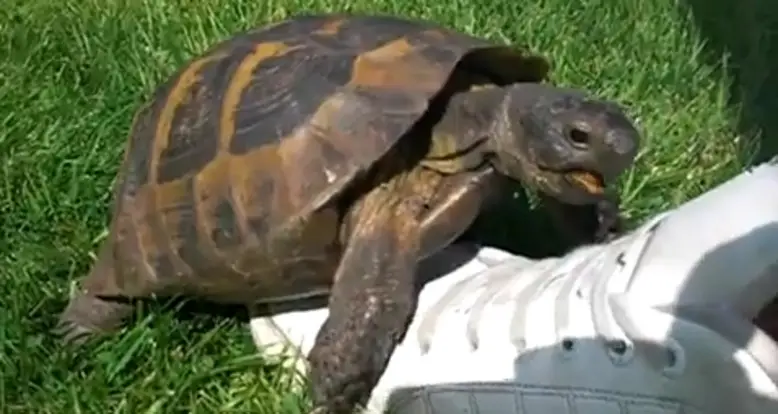 A Turtle And A Tennis Shoe