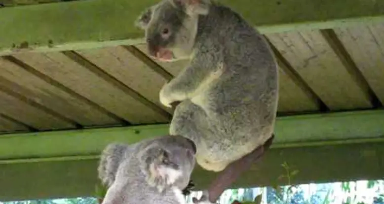 Two Koalas Fighting