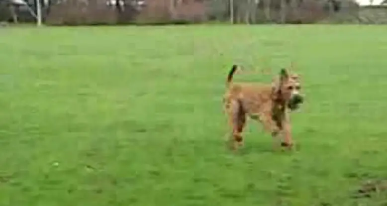 An Irish Terrier Seeking Its Owner