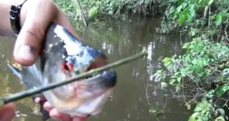 Using a Piranha As Scissors