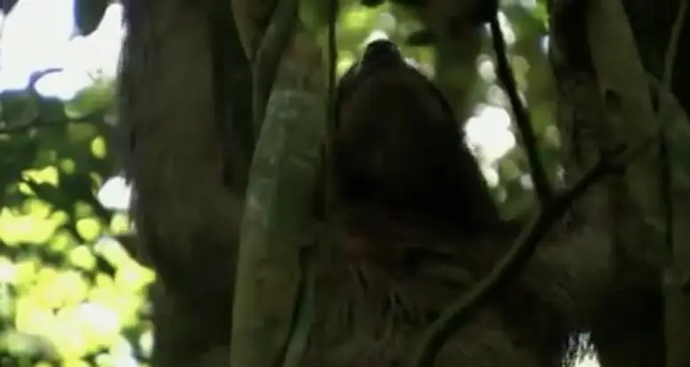 Sloths: The Next Big Internet Animal