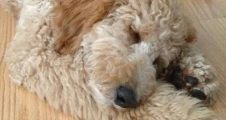 Meet Molly, The Cutest Golden Doodle Puppy Ever