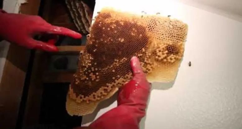 Relocating 50,000 Bees