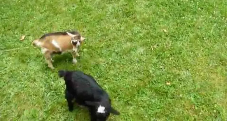 A Baby Goat “Plays” With Friends