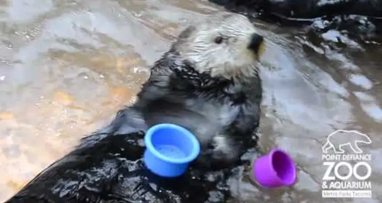 A Cute Cup-Stacking Otter