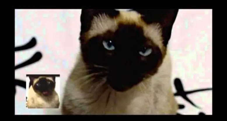 ‘Game Of Thrones’ Sung By A Cat