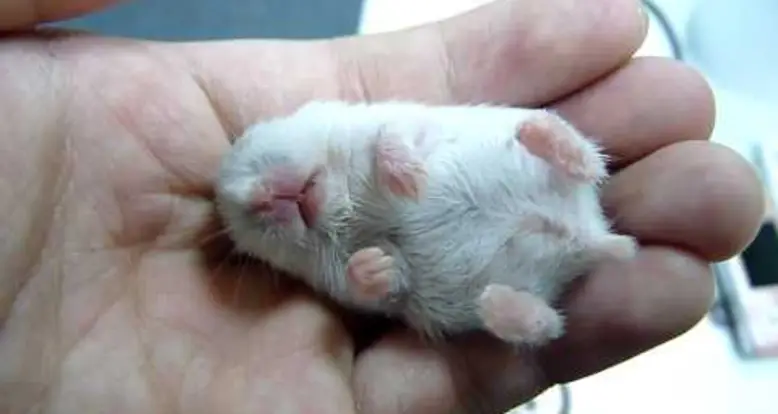 Baby Hamster Sleeps In Hand