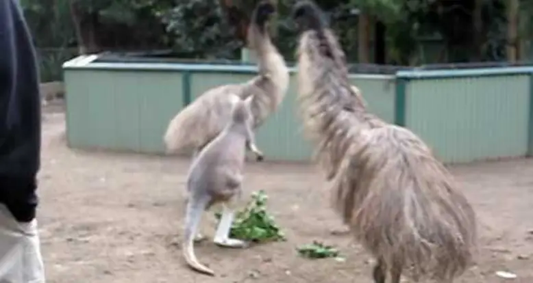 A Kangaroo And Emu Duke It Out