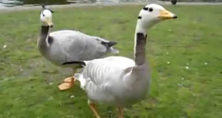 The Happiest Duck Ever