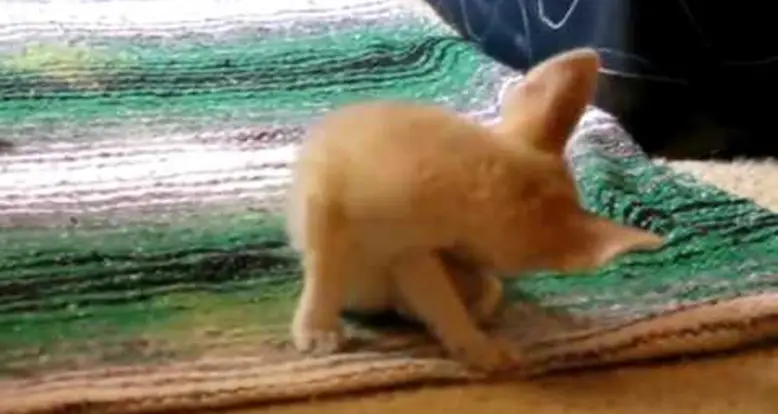 An Adorable Baby Fennec Fox