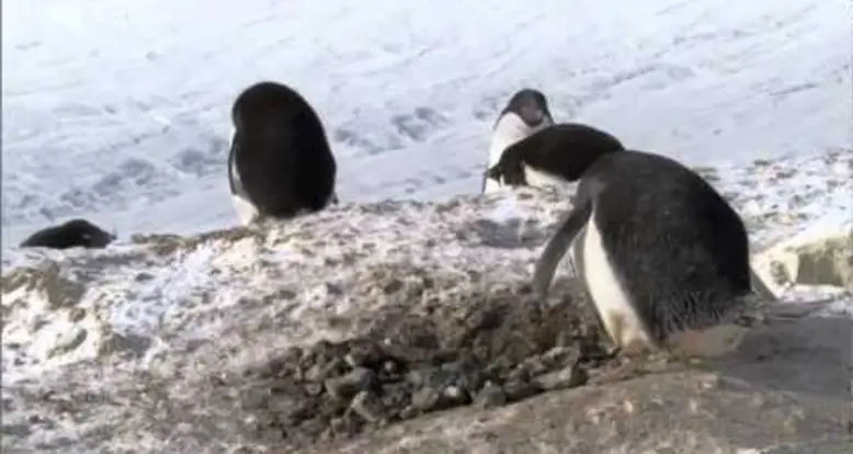 Thieving Penguins!