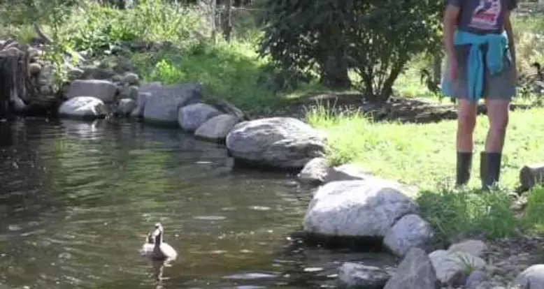 Neglected Ducks See Water For First Time