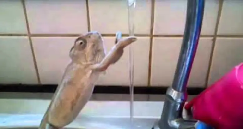 A Chameleon Washes Its “Hands”