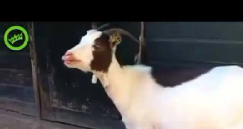 A Fatigued Goat