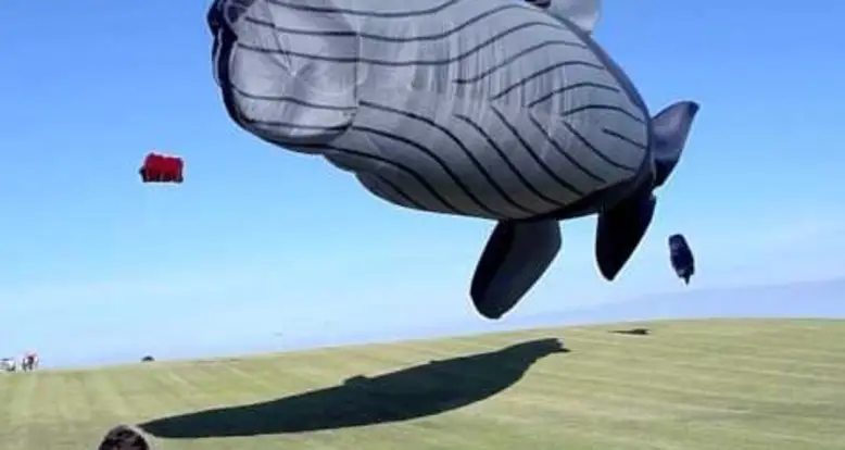 One Whale Of A Kite