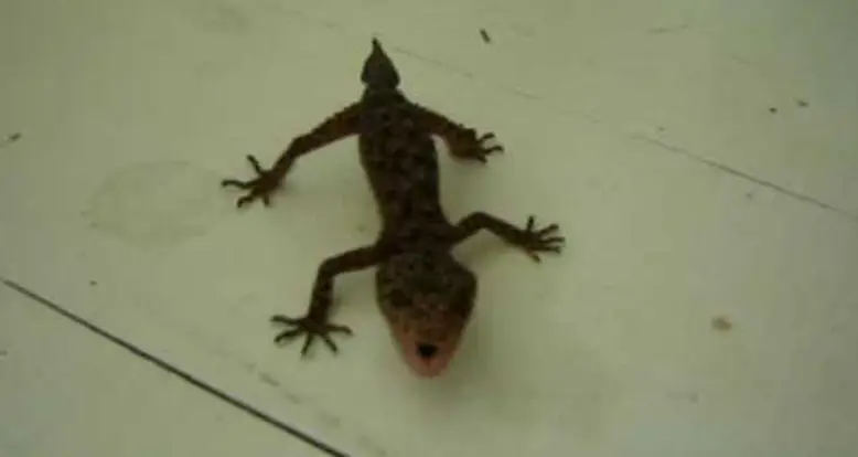 One Angry Gecko