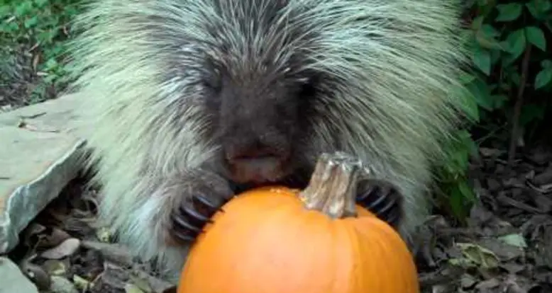 A Porcupine Eating A Pumpkin