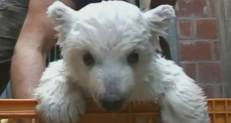 Teaching A Baby Polar Bear To Walk