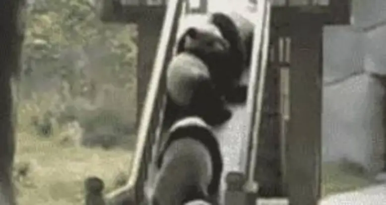 Panda Cubs Tumble Down A Slide