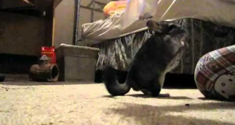 Adorable Chinchilla Tricks