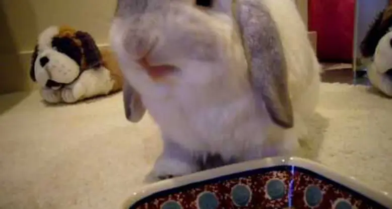 Bunny Noms On A Cherry