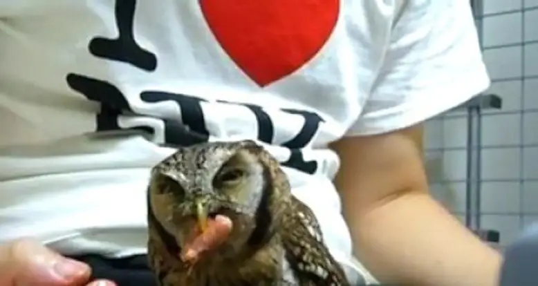 Petting An Adorable Owl