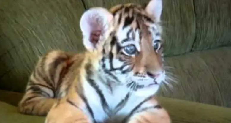 Just A Baby Tiger, Jumping On A Couch