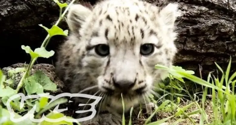 Some Adorable Snow Leopard Cubs