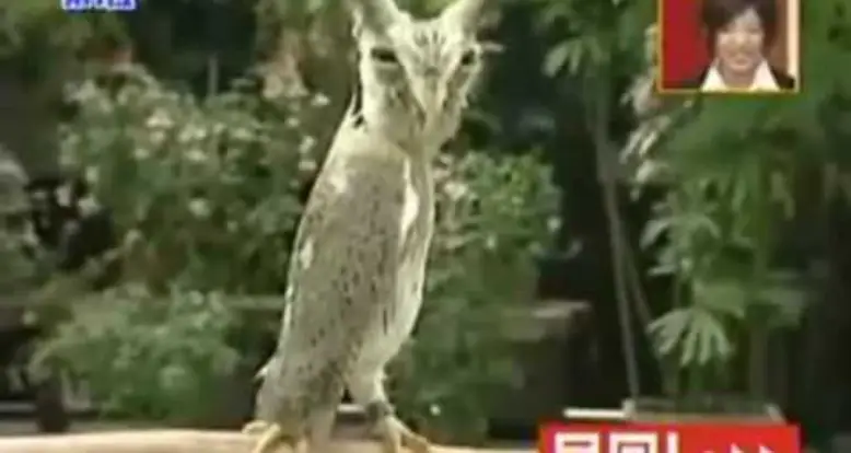 The Utterly Amazing “Dracula Owl”