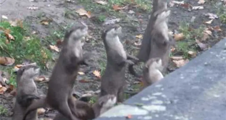 Otters Go Jumping