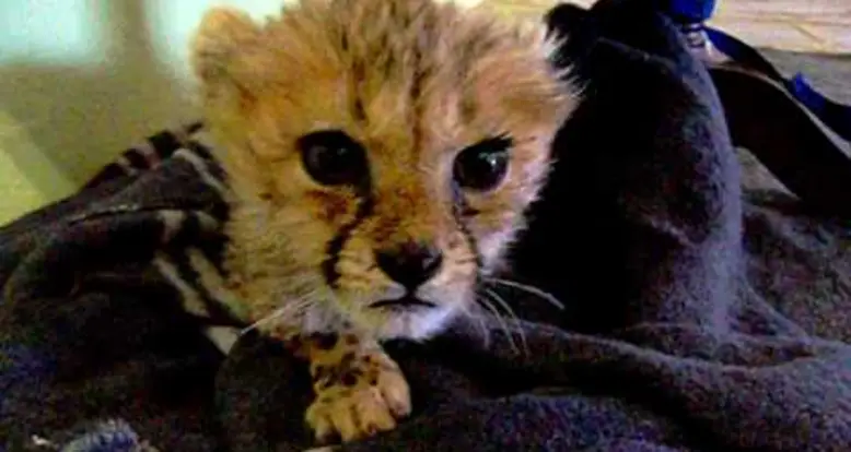 A Baby Cheetah Mews