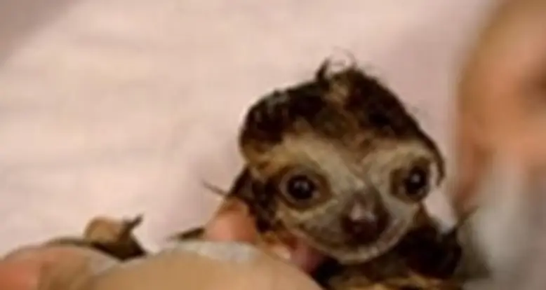 A Baby Sloth Bath
