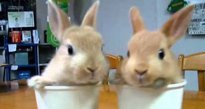 Rabbit Twins In Cups