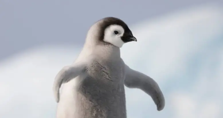 The World’s Cutest Baby Penguins