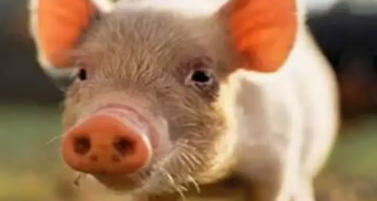 Twenty-Five Amazing Animal Facts
